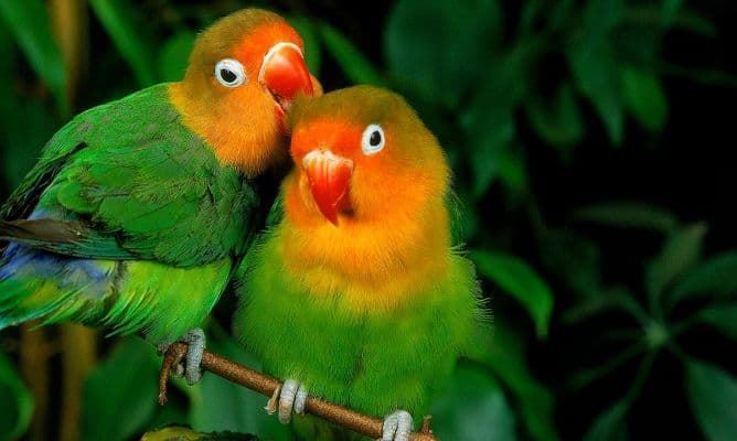 Agapornis or lovebirds, the birds of love. - Imagen 8