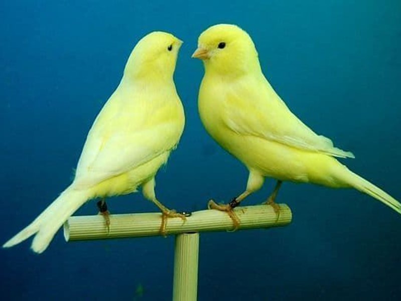 All about your canary.