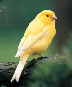 All about your canary. - Imagen 1