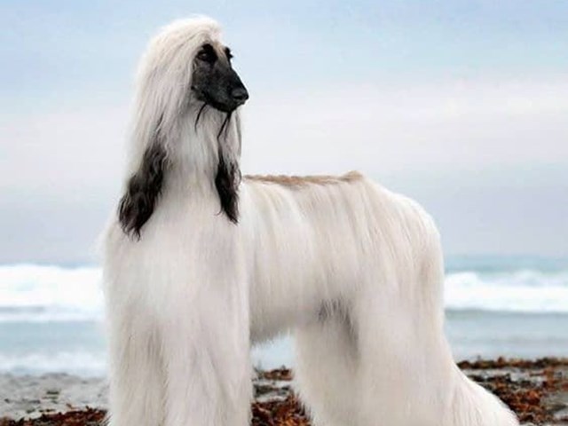 All the best to the Afghan hound.