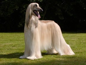 All the best to the Afghan hound. - Imagen 1