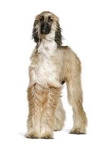 All the best to the Afghan hound. - Imagen 2