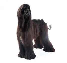 All the best to the Afghan hound. - Imagen 3