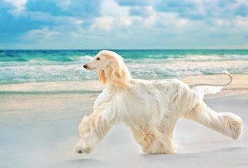 All the best to the Afghan hound. - Imagen 4