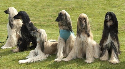 All the best to the Afghan hound. - Imagen 5
