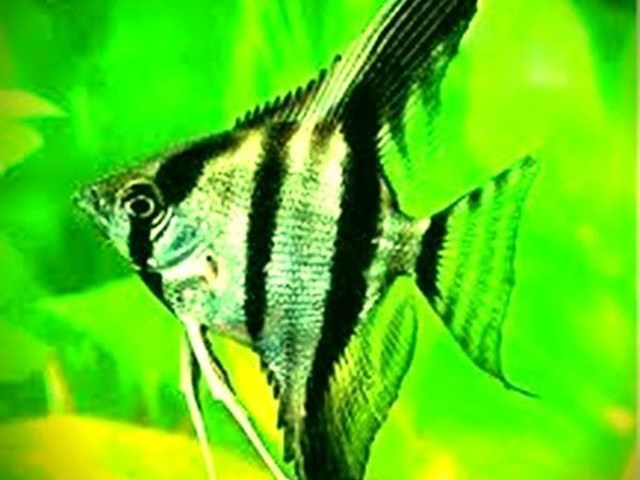Angel fish, Pterophyllum.