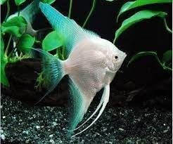 Angel fish, Pterophyllum. - Imagen 1