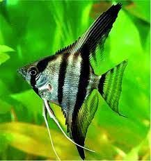 Angel fish, Pterophyllum. - Imagen 3