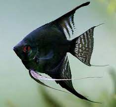 Angel fish, Pterophyllum. - Imagen 4