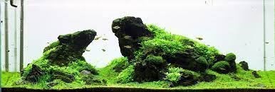 Aquascaping for beginners. - Imagen 9