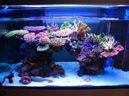 Aquascaping for beginners. - Imagen 10