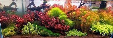 Aquascaping for beginners. - Imagen 7