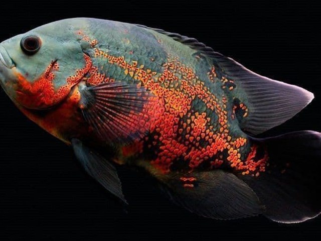 Astronotus Ocellatus or oscar fish, can measure up to 35 centimeters.
