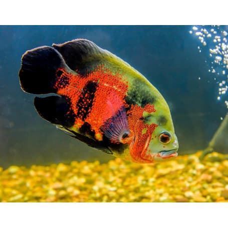 Astronotus Ocellatus or oscar fish, can measure up to 35 centimeters. - Imagen 2