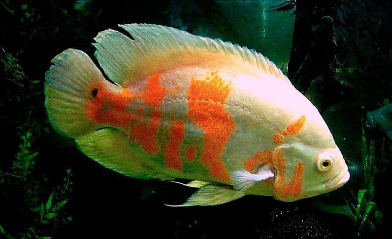 Astronotus Ocellatus or oscar fish, can measure up to 35 centimeters. - Imagen 4