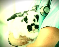 At Glu Glu Pet we indicate the most common diseases of domestic rabbits.