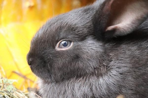At Glu Glu Pet we indicate the most common diseases of domestic rabbits. - Imagen 2
