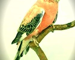 Bourke's Parakeet or Rosy Parakeet.