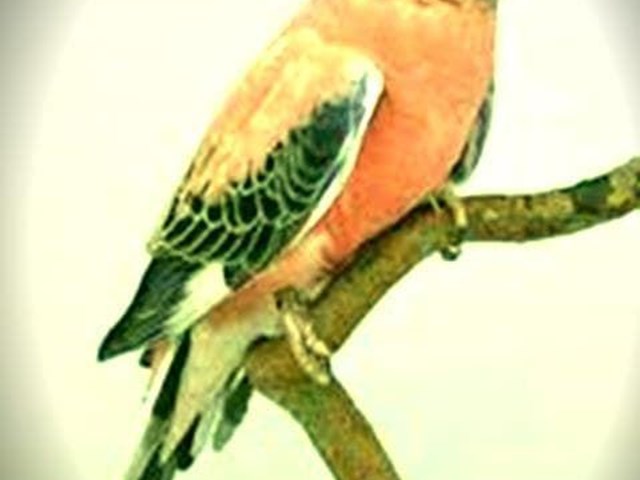 Bourke's Parakeet or Rosy Parakeet.