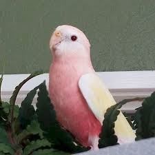 Bourke's Parakeet or Rosy Parakeet. - Imagen 1