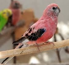 Bourke's Parakeet or Rosy Parakeet. - Imagen 2