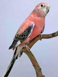 Bourke's Parakeet or Rosy Parakeet. - Imagen 4