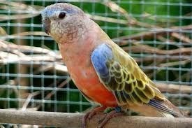Bourke's Parakeet or Rosy Parakeet. - Imagen 5