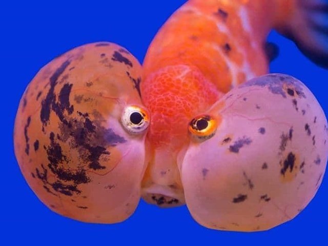 Bubble Eye Fish, its life expectancy is 10 to 15 years.