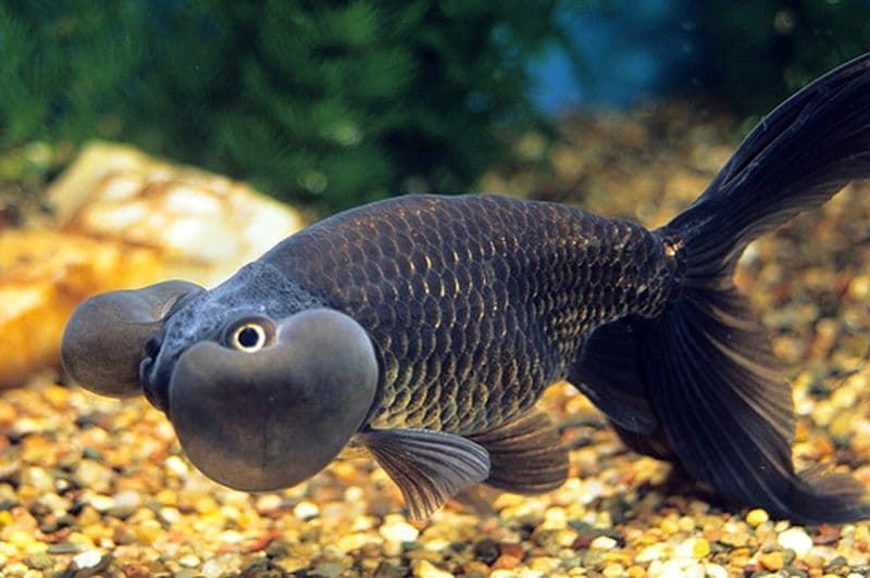 Bubble Eye Fish, its life expectancy is 10 to 15 years. - Imagen 1