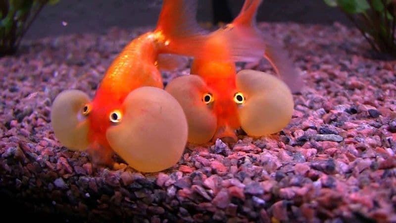 Bubble Eye Fish, its life expectancy is 10 to 15 years. - Imagen 4