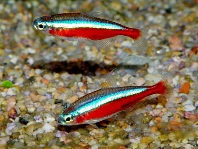 Care and diseases of the Cardinal Tetra fish.