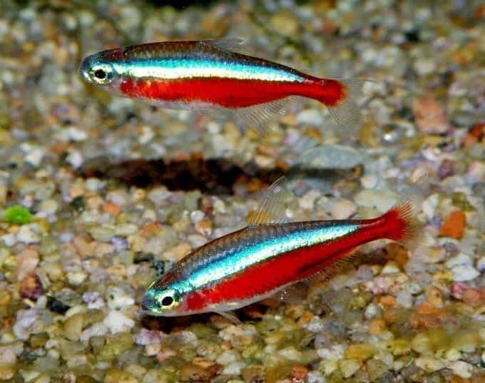 Care and diseases of the Cardinal Tetra fish. - Imagen 1
