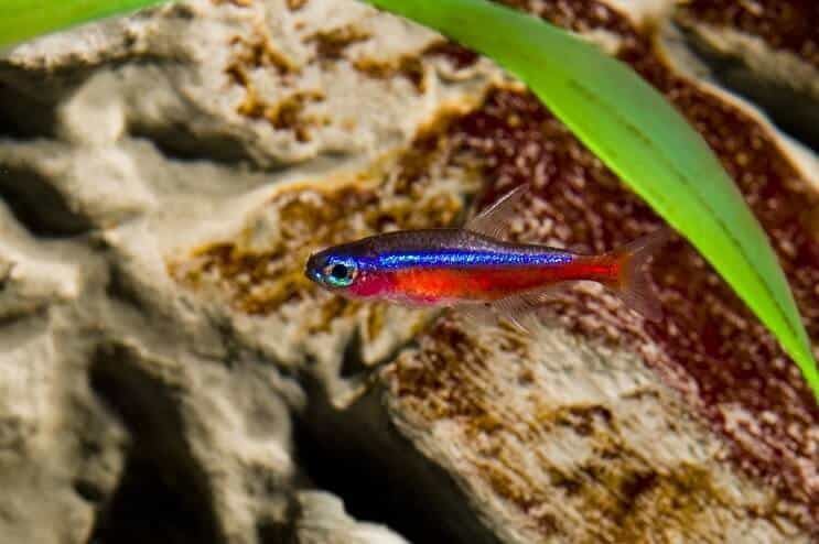 Care and diseases of the Cardinal Tetra fish. - Imagen 3