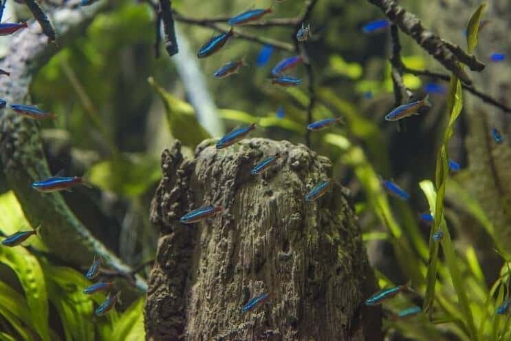 Care and diseases of the Cardinal Tetra fish. - Imagen 4