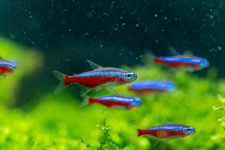Care and diseases of the Cardinal Tetra fish. - Imagen 5