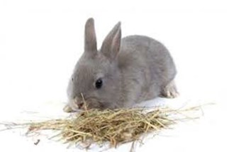 Care of dwarf rabbits, feeding - Imagen 1