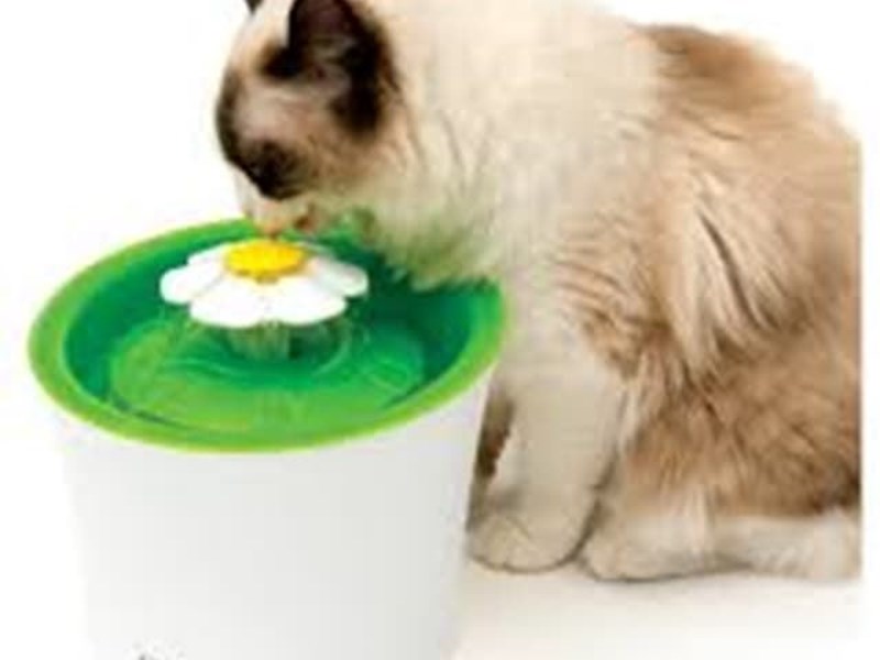 Cat fountains, what are they for?