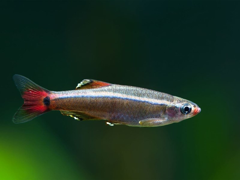 Chinese neon or White Cloud Mountain fish, named for its place of origin in southern China.
