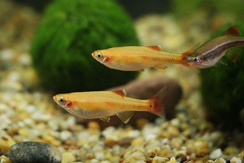 Chinese neon or White Cloud Mountain fish, named for its place of origin in southern China. - Imagen 1