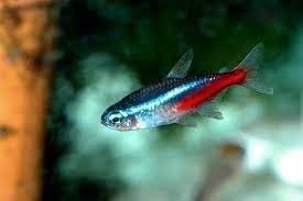 Chinese neon or White Cloud Mountain fish, named for its place of origin in southern China. - Imagen 2