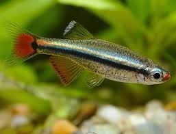 Chinese neon or White Cloud Mountain fish, named for its place of origin in southern China. - Imagen 3