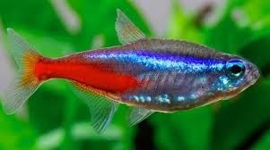 Chinese neon or White Cloud Mountain fish, named for its place of origin in southern China. - Imagen 4