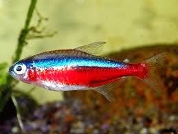 Chinese neon or White Cloud Mountain fish, named for its place of origin in southern China. - Imagen 5