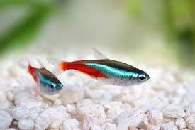 Chinese neon or White Cloud Mountain fish, named for its place of origin in southern China. - Imagen 6