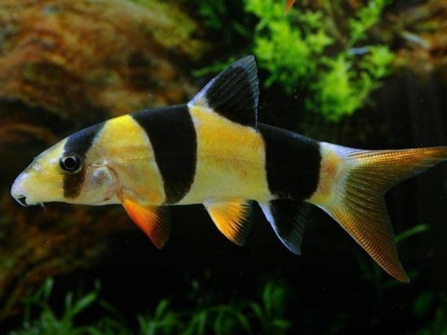 Clown botia, the most beautiful and striking species to keep in your community aquarium.