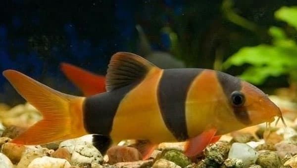 Clown botia, the most beautiful and striking species to keep in your community aquarium. - Imagen 1