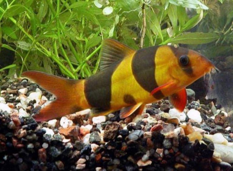 Clown botia, the most beautiful and striking species to keep in your community aquarium. - Imagen 2