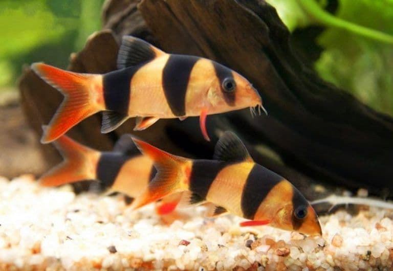 Clown botia, the most beautiful and striking species to keep in your community aquarium. - Imagen 5