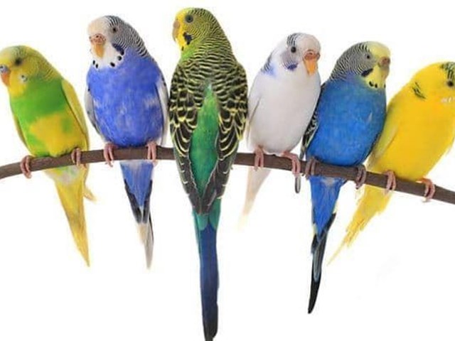 Colored parakeets are the result of the mutation of the Australian parakeet when reproducing.
