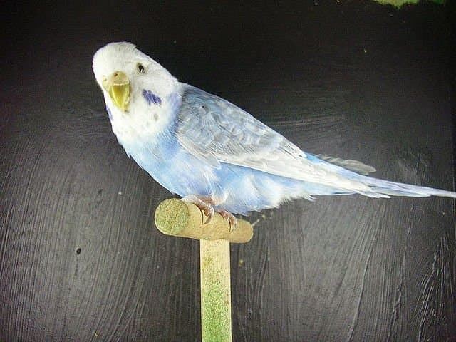 Colored parakeets are the result of the mutation of the Australian parakeet when reproducing. - Imagen 9